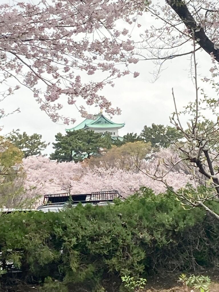 名古屋城🏯の桜🌸❣️